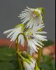 <em>Soldanella alpina alba</em>